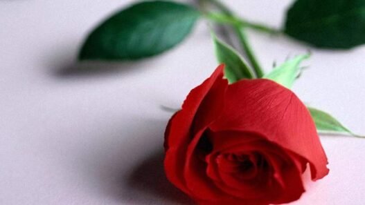 আত্মসংশোধন কি, কেন ও কিভাবে-২